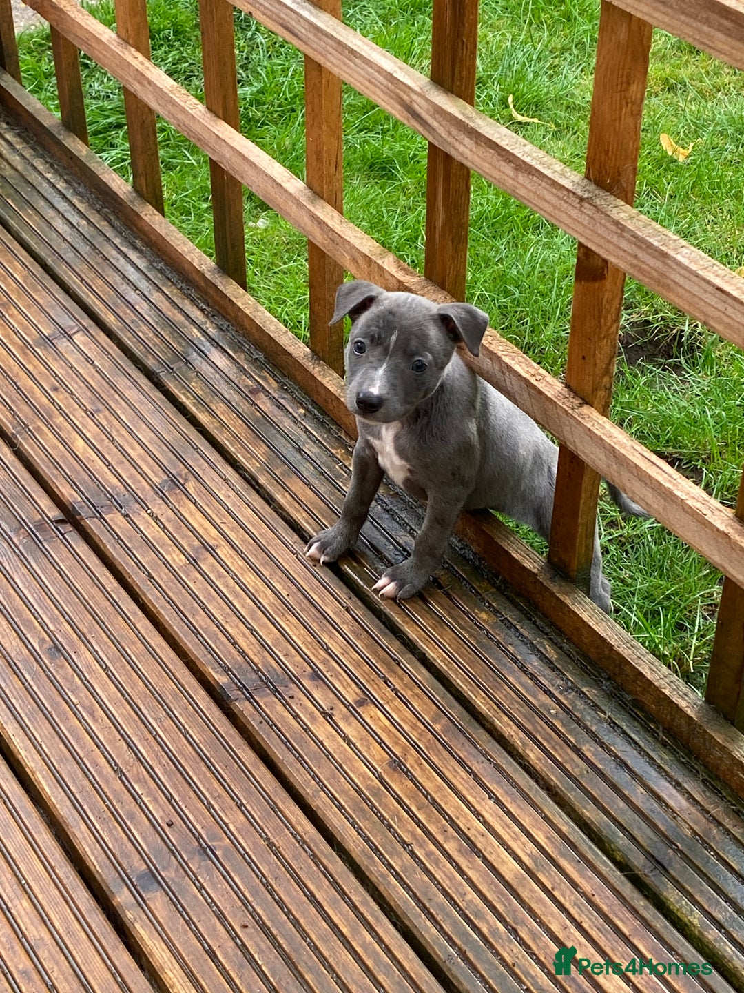 Mixed Breed dogs for sale: Staffordshire bull terrier cross whippet ready now - Image 2