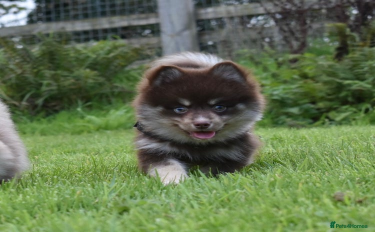 Pomsky dogs - Advert 2