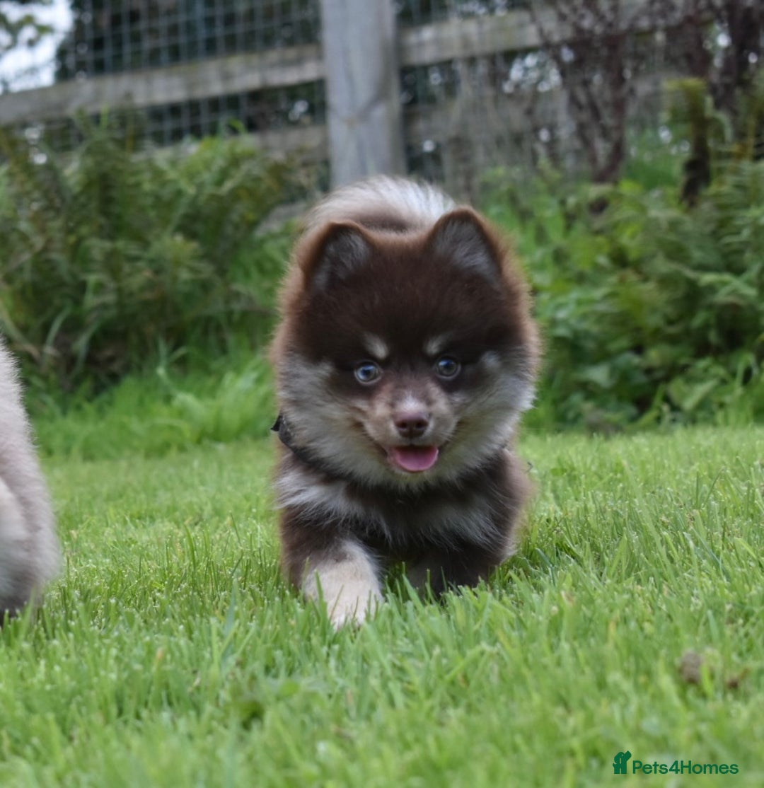 Pomsky dogs for sale: Merle Genuine Toy Size  Pomsky Puppies - Image 6