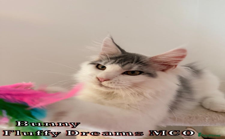 Maine Coon cats - Advert 4
