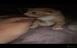 Domestic Shorthair cats for sale: 3 kittens 2 gingers 1 calico girl   in Lydney - Image 6