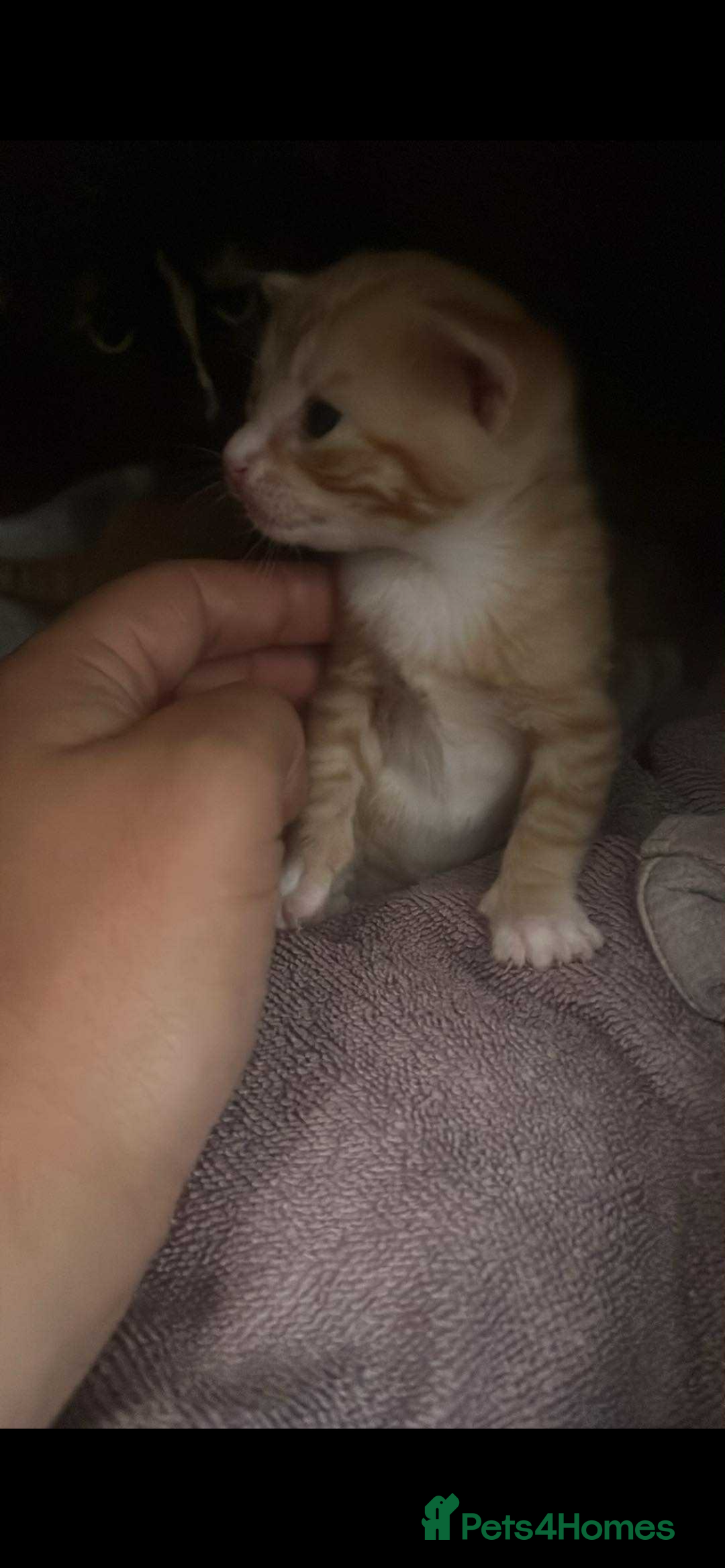 Domestic Shorthair cats for sale: 3 kittens 2 gingers 1 calico girl   in Lydney - Image 6
