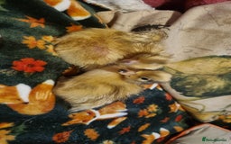 Ducks poultry for sale: Call duck hatching eggs. - Image 3