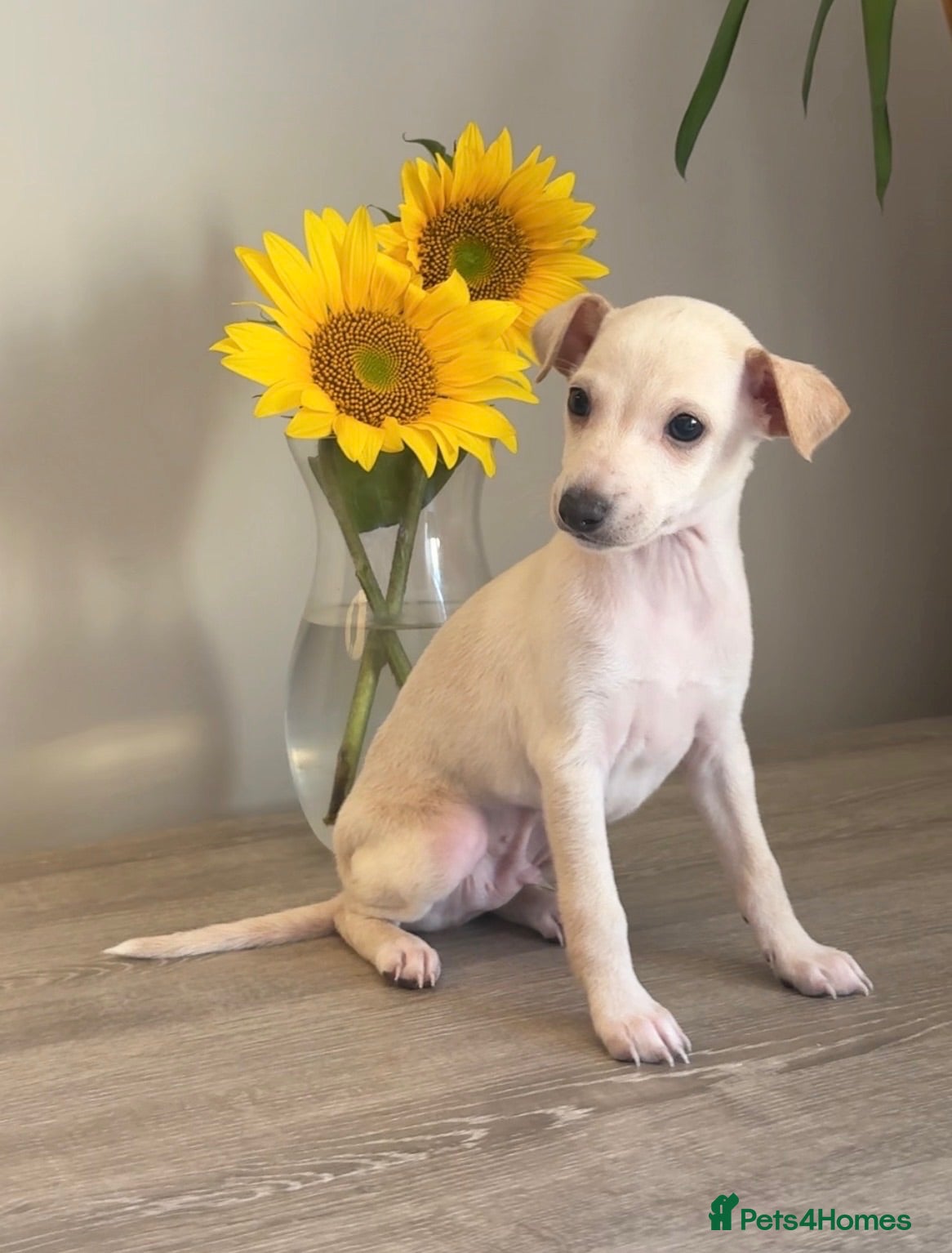 Italian Greyhound dogs Gorgeous Cream Boy Available - Advert 1