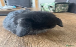 Dwarf Lop rabbits for sale: Dwarf lops READY NOW - Image 14