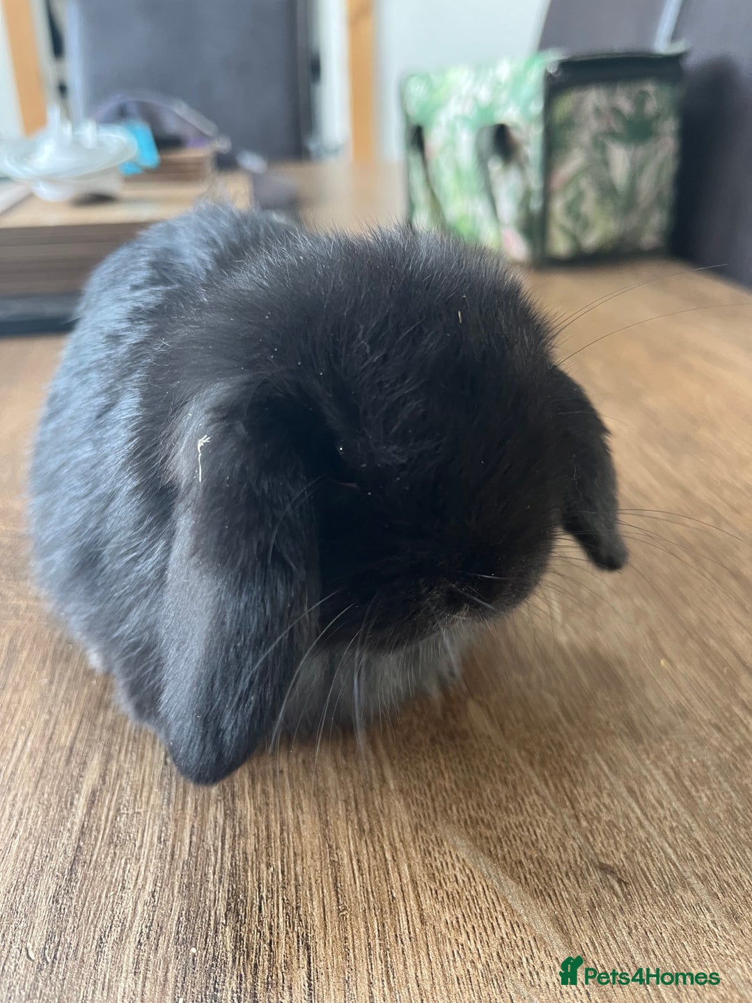 Dwarf Lop rabbits for sale: Dwarf lops READY NOW - Image 14
