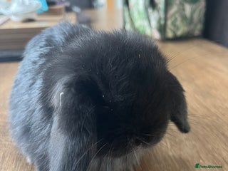 Dwarf Lop rabbits - Advert 11