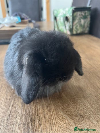 Dwarf Lop rabbits - Advert 2