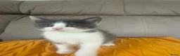 Mixed Breed cats for sale: Cutest kittens are looking for a new home - Advert 13