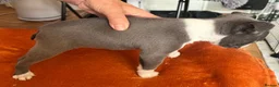 Boston Terrier dogs for sale: Boston Terriers - Advert 12