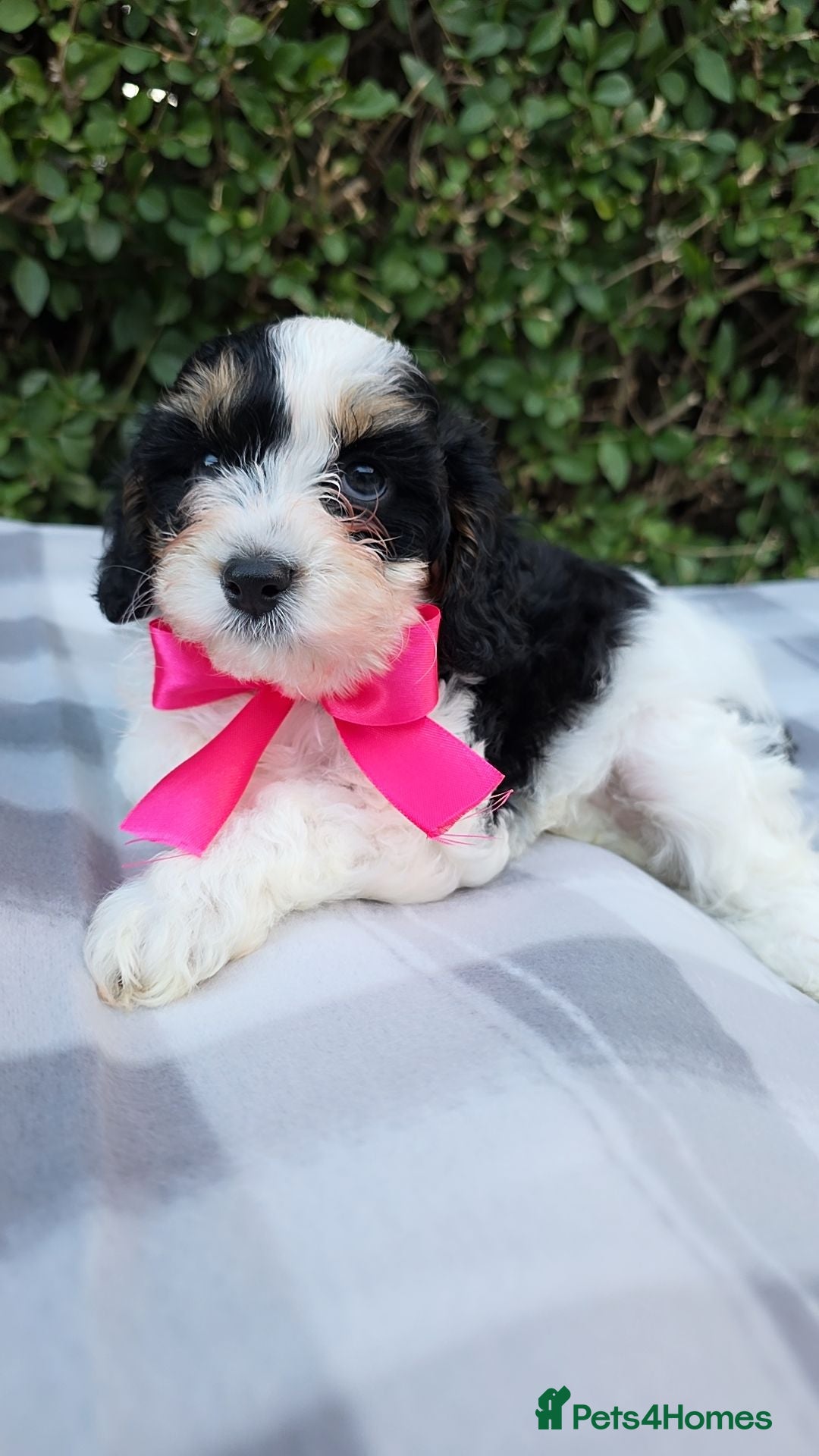 Cavapoo dogs Beautiful cavapoo puppies  - Advert 2