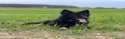 German Shepherd dogs for sale: Female German shepherd looking for forever home  - Advert 3