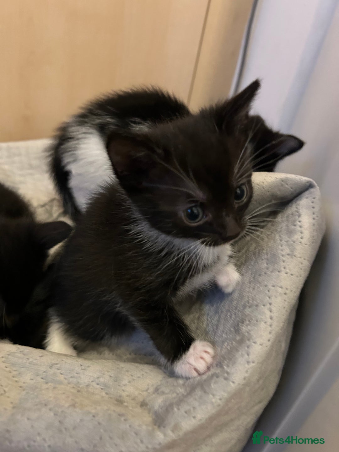 Mixed Breed cats for sale: Tuxedo kittens for sale - Image 9
