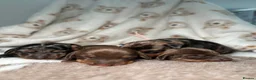 Miniature Dachshund dogs for sale: Kc heath tested wire puppies  - Advert 7