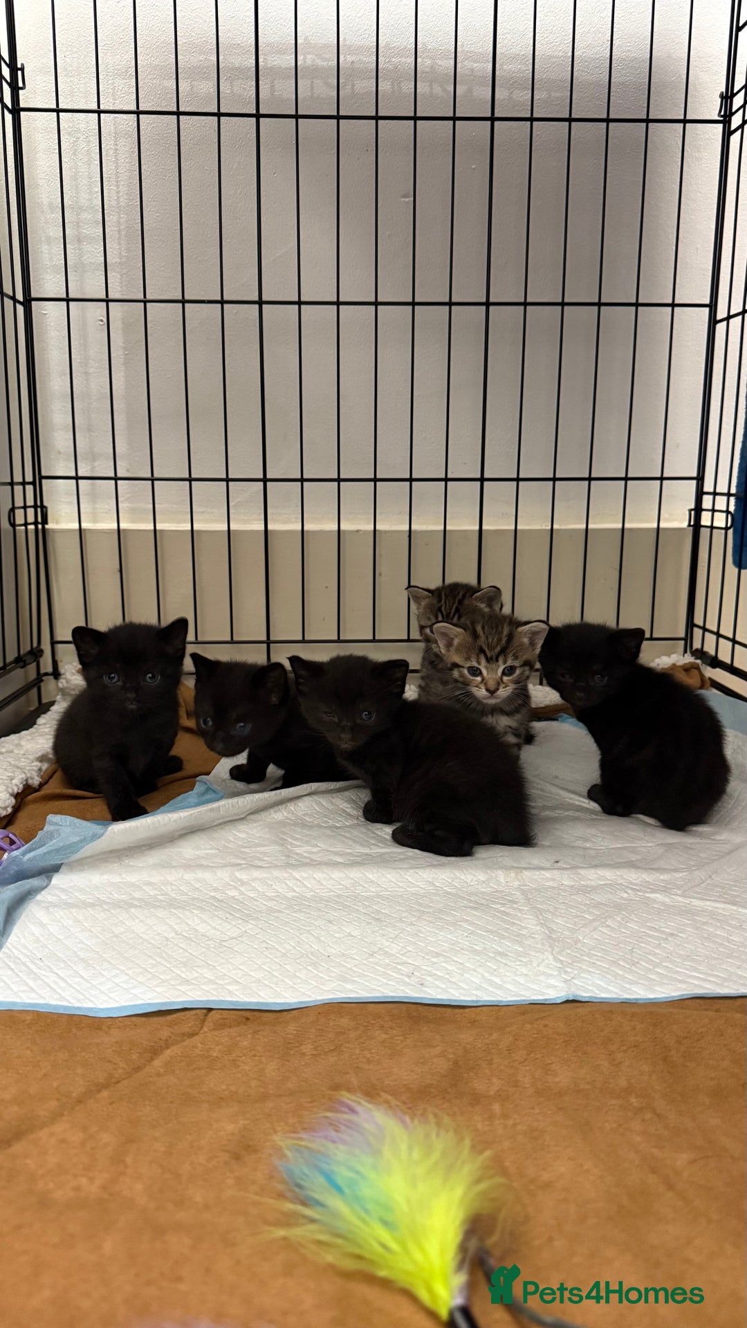 British Shorthair cats for sale: Black male kittens  - Image 5