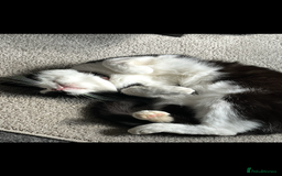 Mixed Breed cats for sale: Loving Home Needed, Adult Cat for Rehoming  - Image 4
