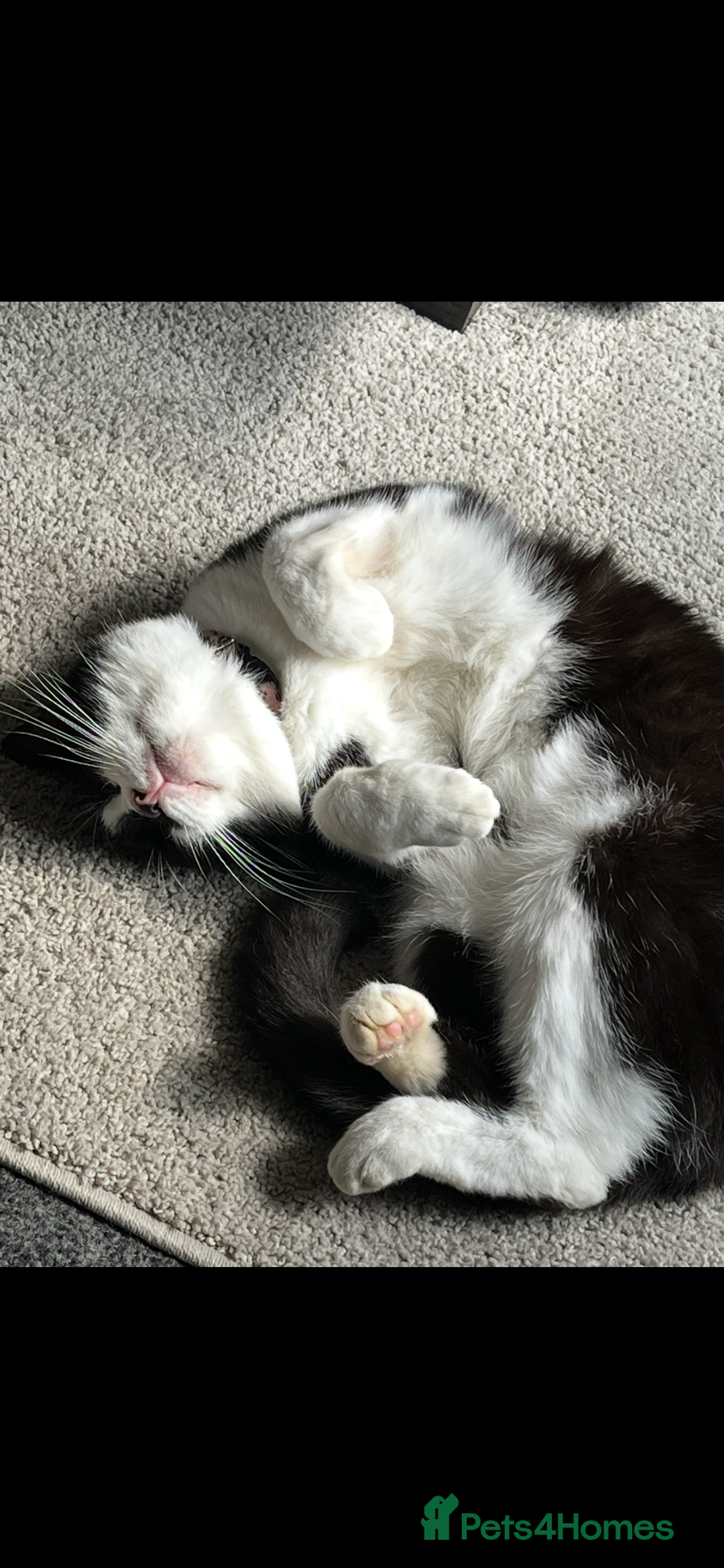 Mixed Breed cats for sale: Loving Home Needed, Adult Cat for Rehoming  - Image 4