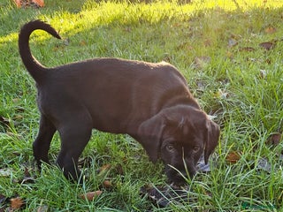 Labrador Retriever dogs Black labrador x gwp puppies working or pet homes - Advert 16