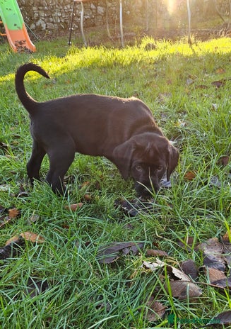 Labrador Retriever dogs Black labrador x gwp puppies working or pet homes - Advert 14