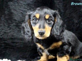 Miniature Dachshund dogs KC PRA Clear Mini Longhair Daxies – Dapple - Advert 4