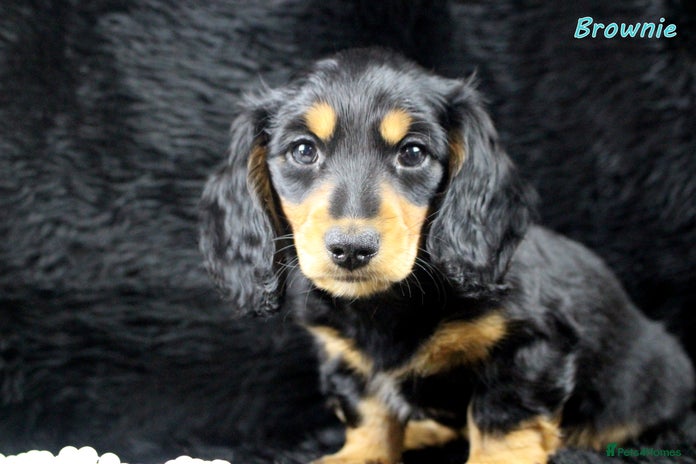 Miniature Dachshund dogs KC PRA Clear Mini Longhair Daxies – Dapple - Advert 1