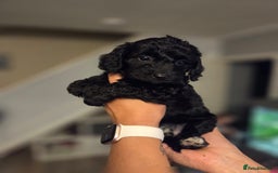Cockapoo dogs for sale: Cockapoos - Image 7
