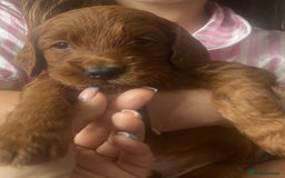 Cockapoo dogs for sale: Beautiful f2 puppies  - Image 10