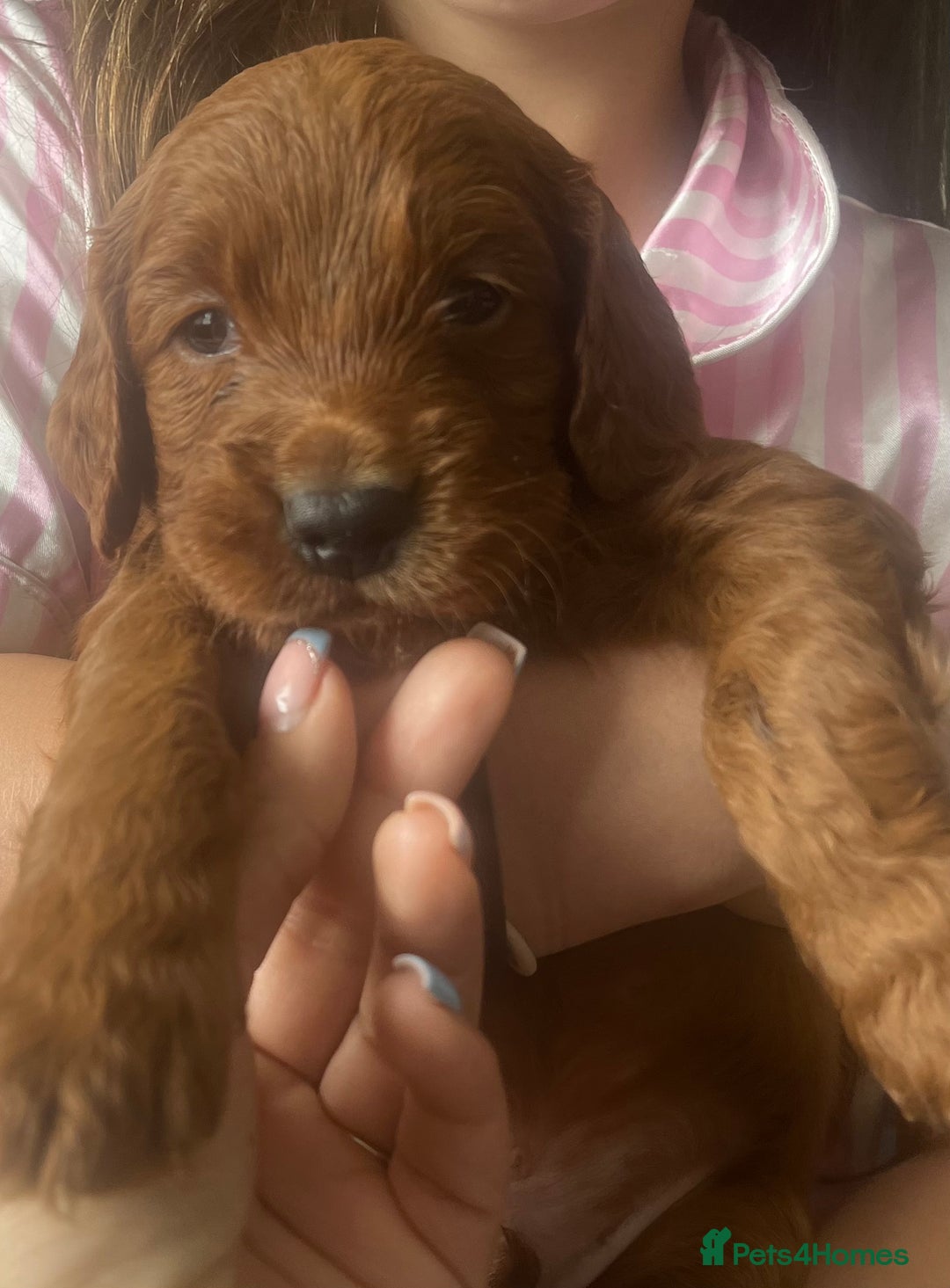 Cockapoo dogs for sale: Beautiful f2 puppies  - Image 10