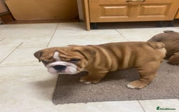 English Bulldog dogs for sale: Stunning Litter Of English Bulldog Puppies - Image 2