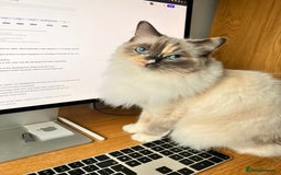 Ragdoll cats for sale: Playful Indoor Cat Kiki-Fully Vaccinated & Healthy - Image 12