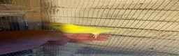 Budgerigars birds for sale: Budgies for sale £40 each collection mk404nn - Advert 2