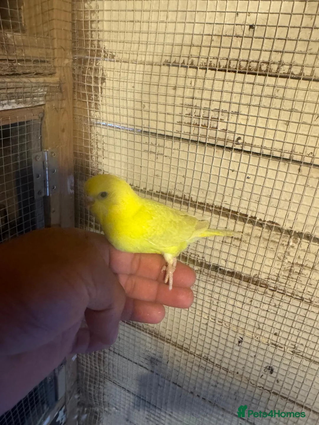 Budgerigars birds for sale: Budgies for sale £40 each collection mk404nn - Advert 2