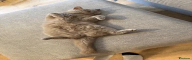 British Shorthair 1