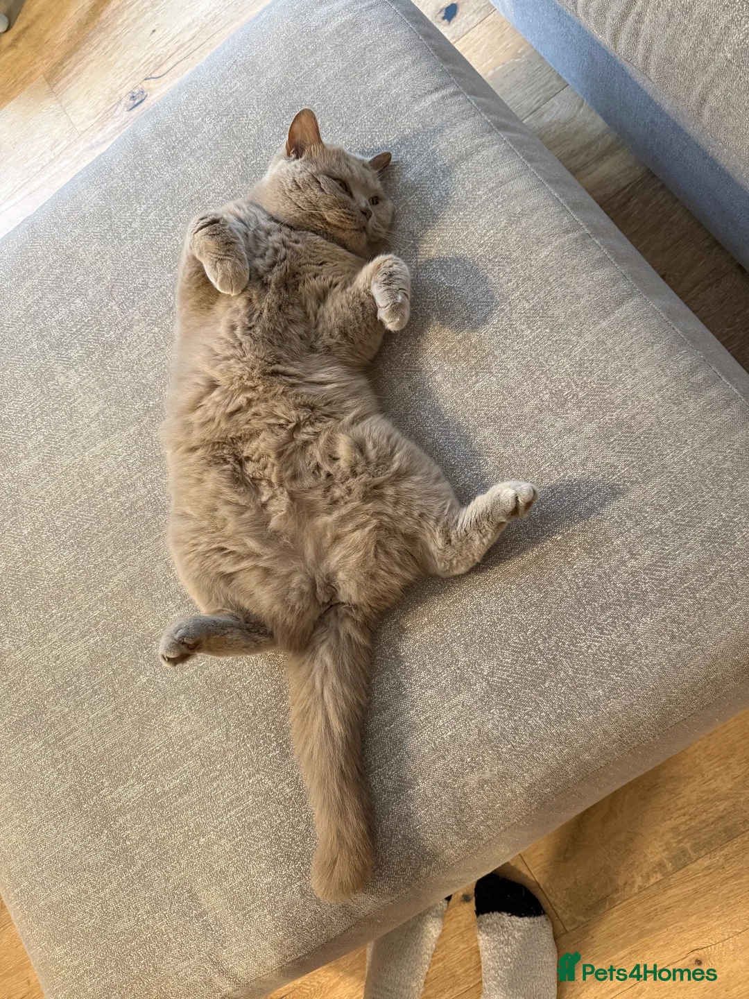 British Shorthair cats for sale: Beautiful British Shorthair looking for 5* home in Preston - Advert 2