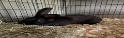 Continental Giant rabbits for sale: Continental giant (breeding doe)   - Advert 1