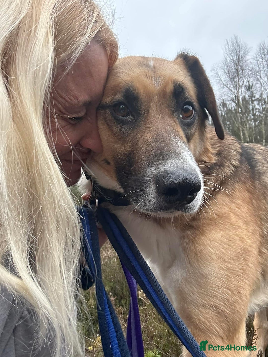 Mixed Breed dogs for adoption: Teddy - Norwich Norfolk  in Norwich - Image 10