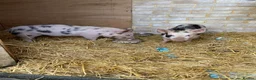 Pig livestock for sale: 2 micro piglets - Advert 1