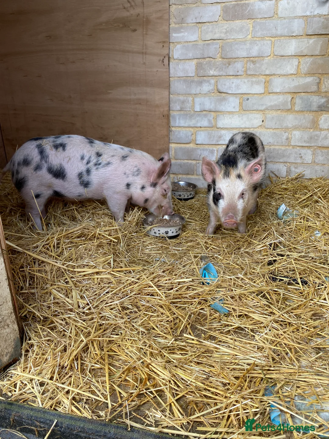 Pig livestock for sale: 2 micro piglets - Advert 1