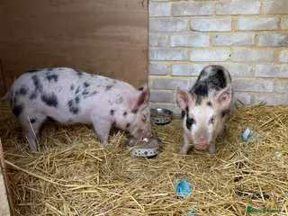 Pig livestock 2 micro piglets in Bournemouth - Advert 5