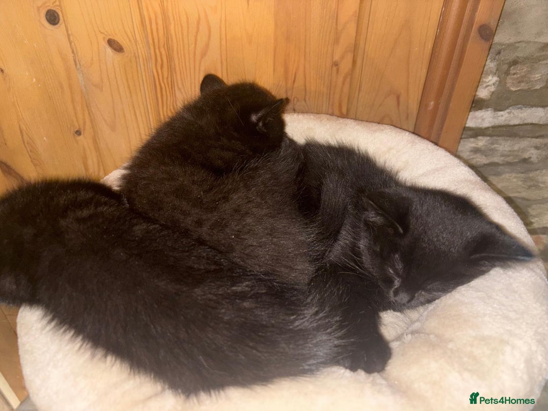 British Shorthair cats for sale: ⭐️Ready 8th Dec⭐️1 left.British Shorthair X Cross - Advert 13