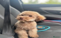Toy Poodle dogs for sale: full ASIAN toy poodle 5* licensed breeder import  - Image 5
