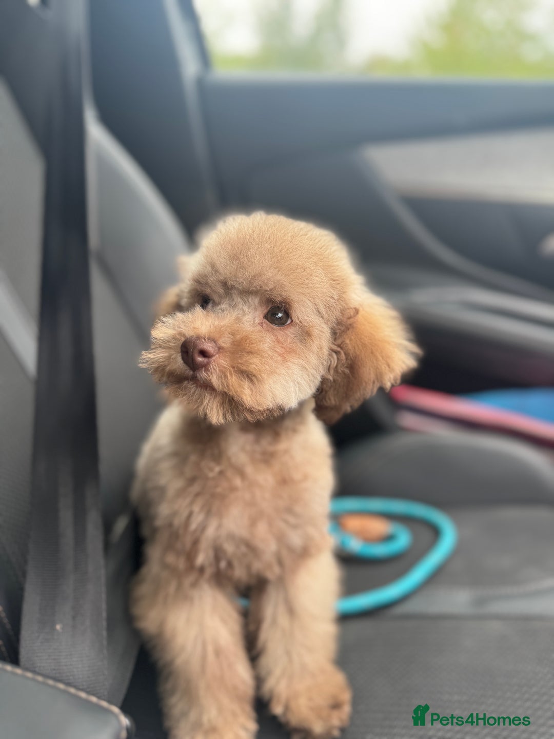 Toy Poodle dogs for sale: full ASIAN toy poodle 5* licensed breeder import  - Image 5