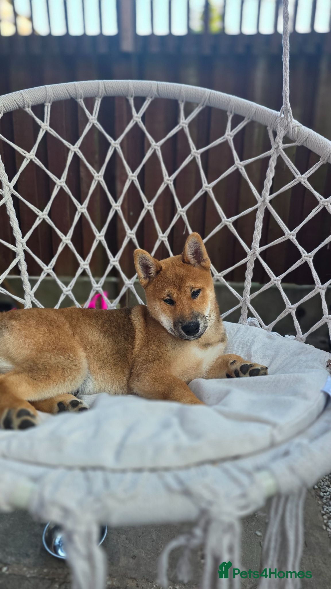 Japanese Shiba Inu dogs Shiba inu - Advert 7