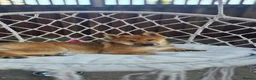 Japanese Shiba Inu dogs for sale: Shiba inu in Goole - Advert 1