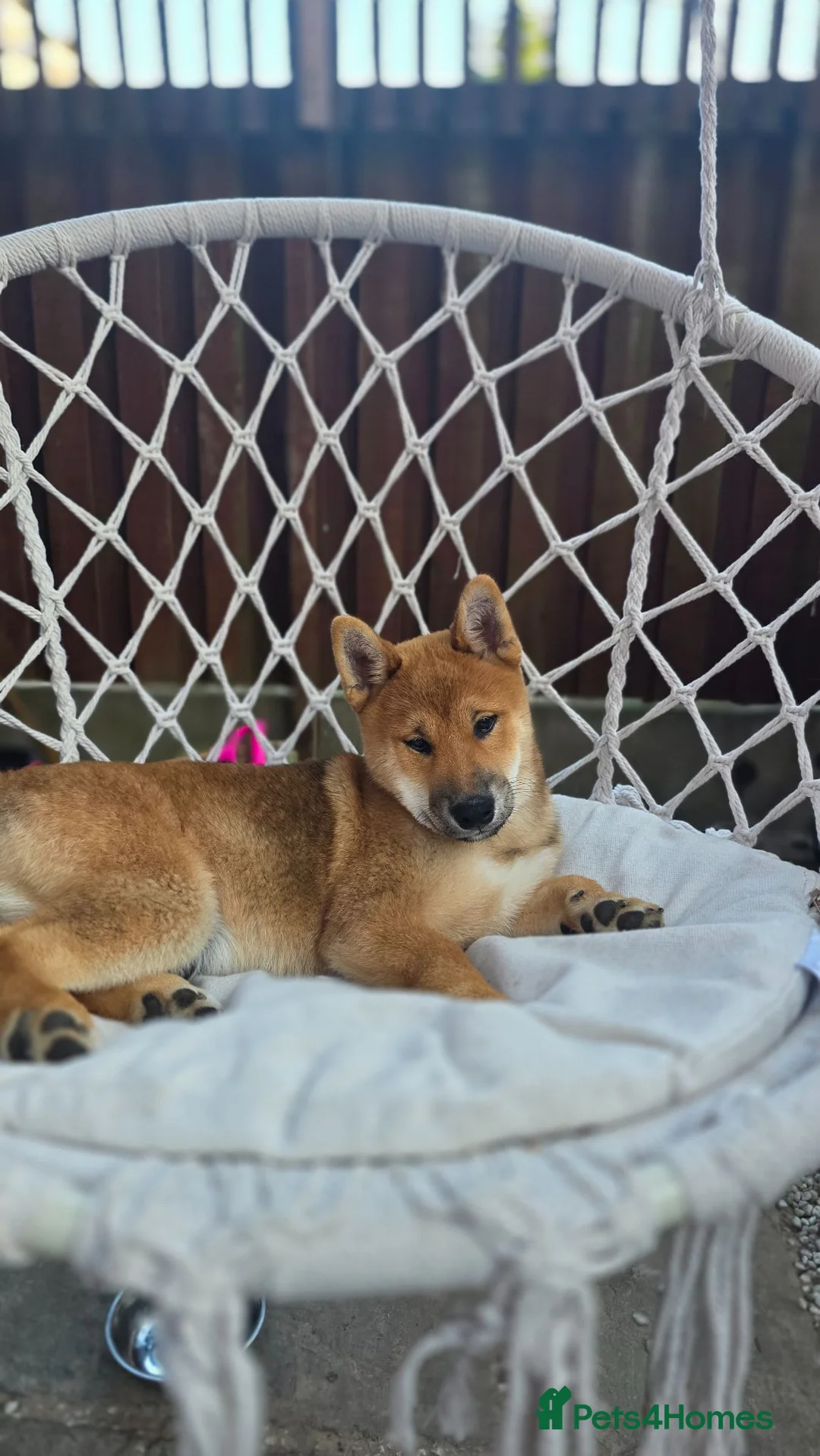 Japanese Shiba Inu dogs for sale: Shiba inu in Goole - Advert 1