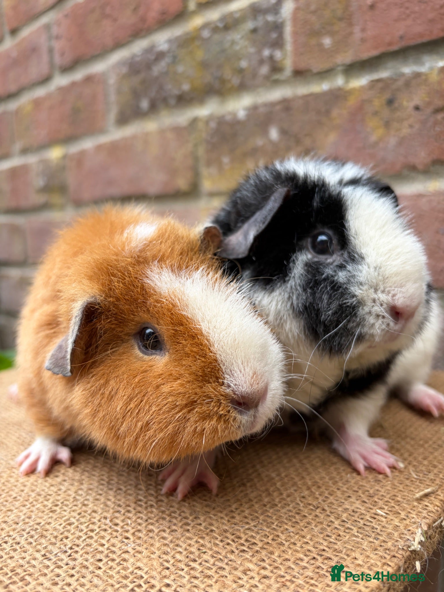 Guinea Pig rodents Two beautiful sisters  - Advert 1