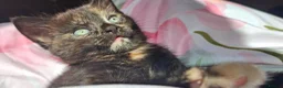 Mixed Breed cats for sale: Adorable kittens looking for loving homes - Advert 15