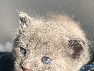 Sphynx cats Sphynx elf X kittens 🧝♀️🧝♂️ - Advert 1