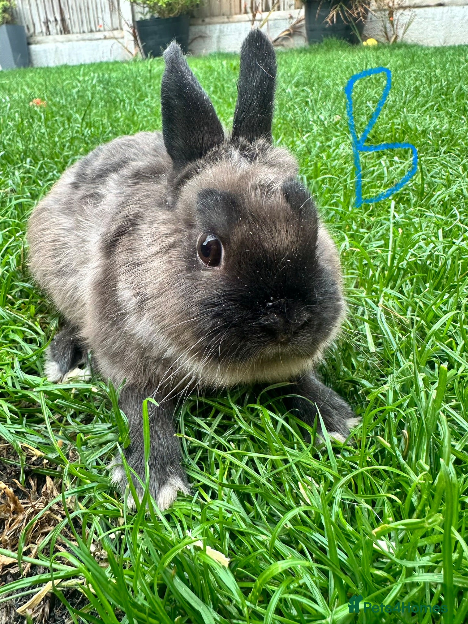 Netherland Dwarf rabbits Netherland Dwarf Rabbits For Sale - Advert 1