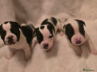 Mixed Breed dogs Olde english × staffie pups - Advert 11